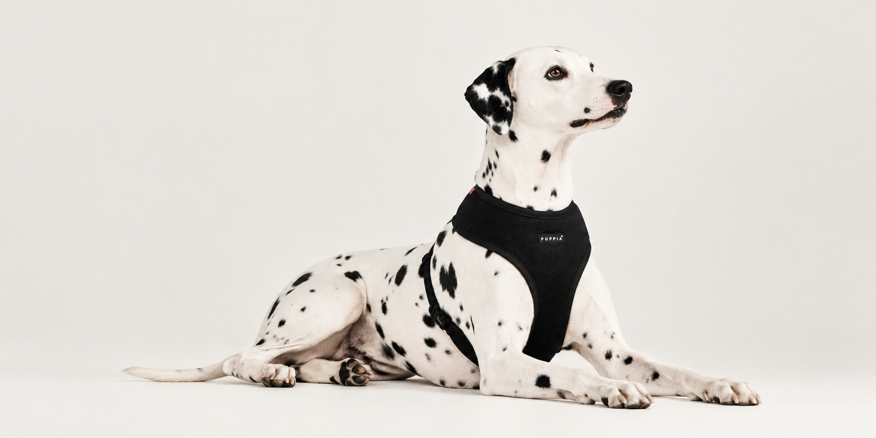 Dalmatian wearing Puppia Soft Harness