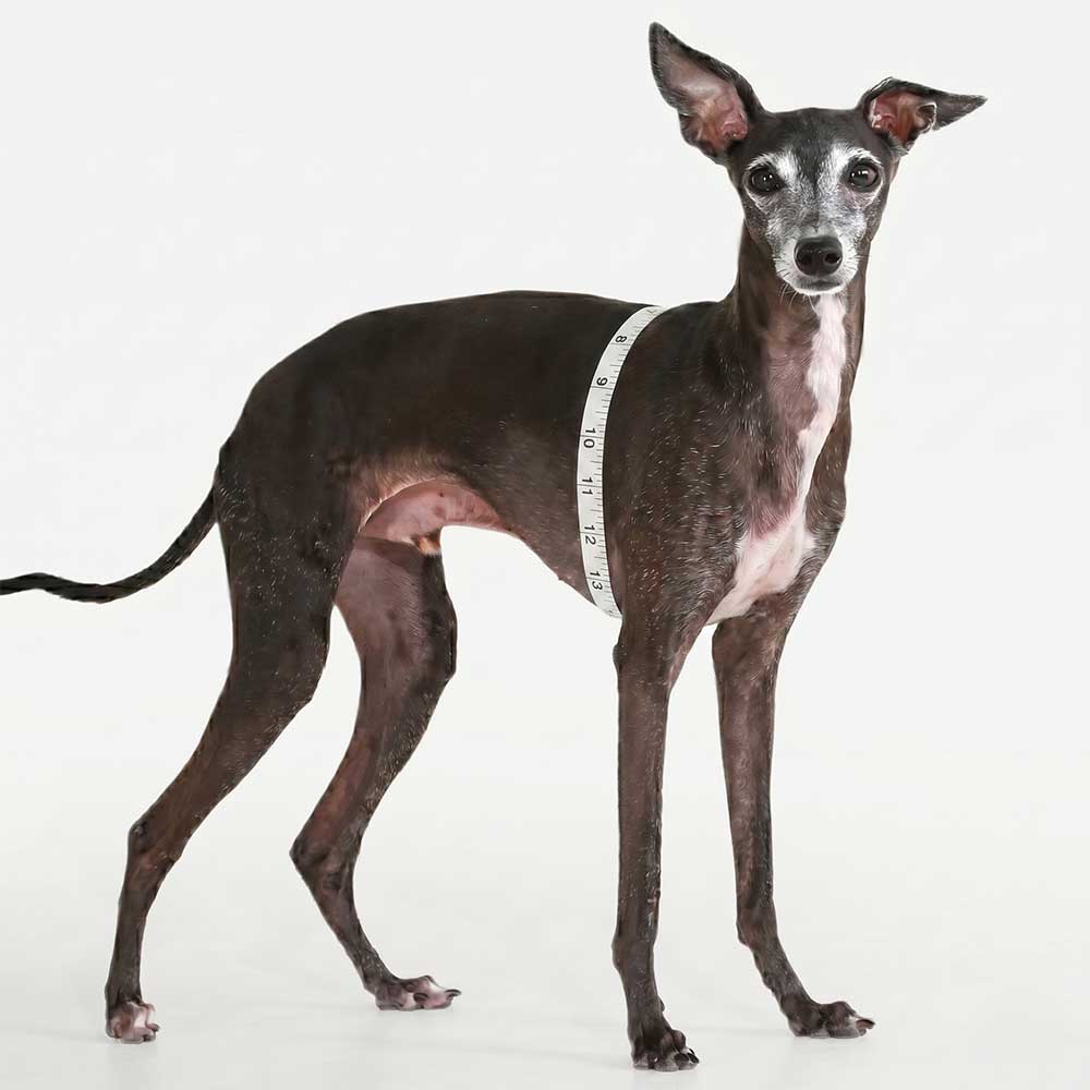 Dog measurement guide