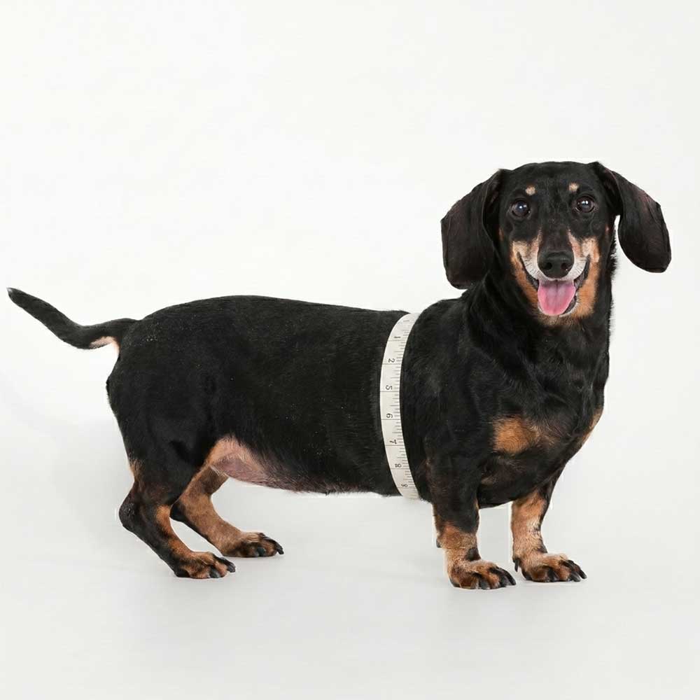 Dog measurement guide