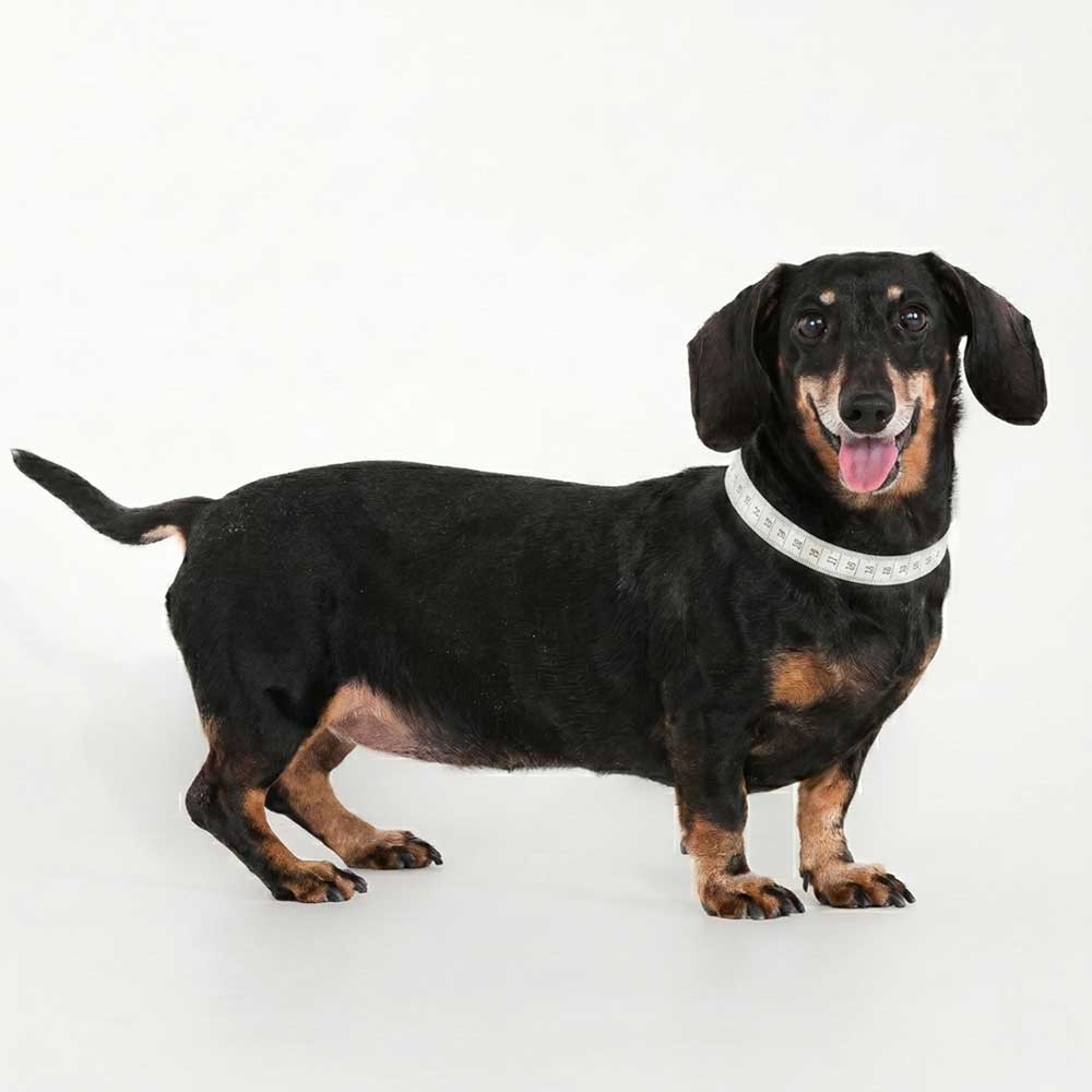 Dog measurement guide