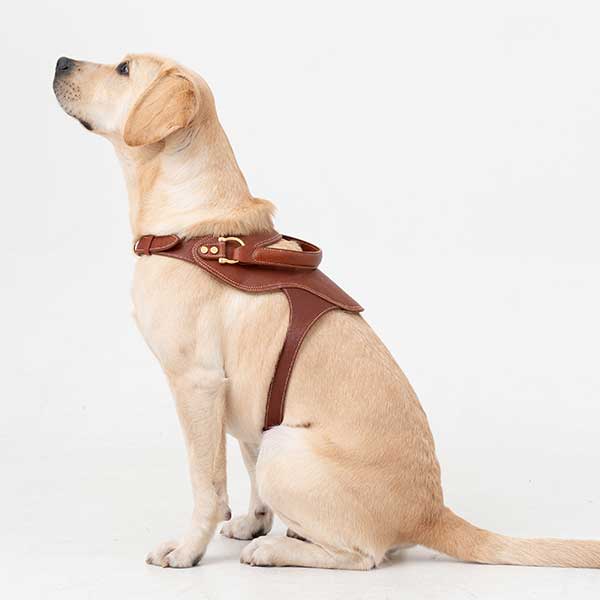 Bailey wearing Kandog