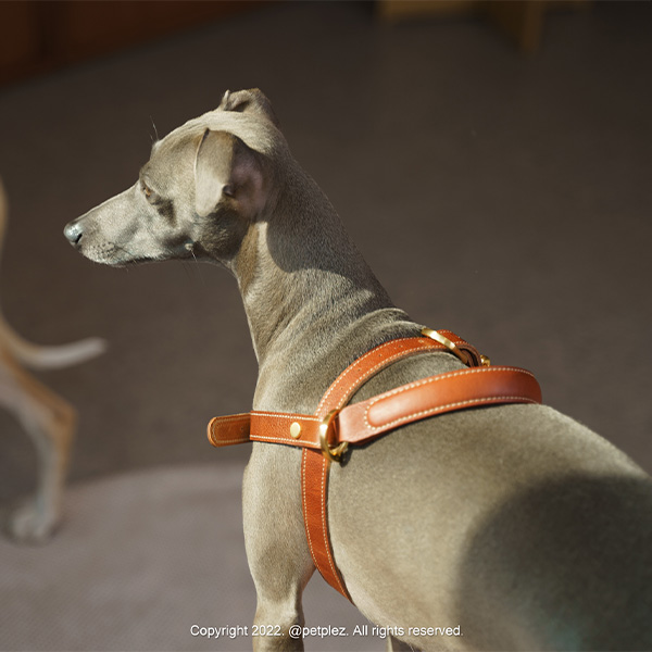 Luca wearing Kandog