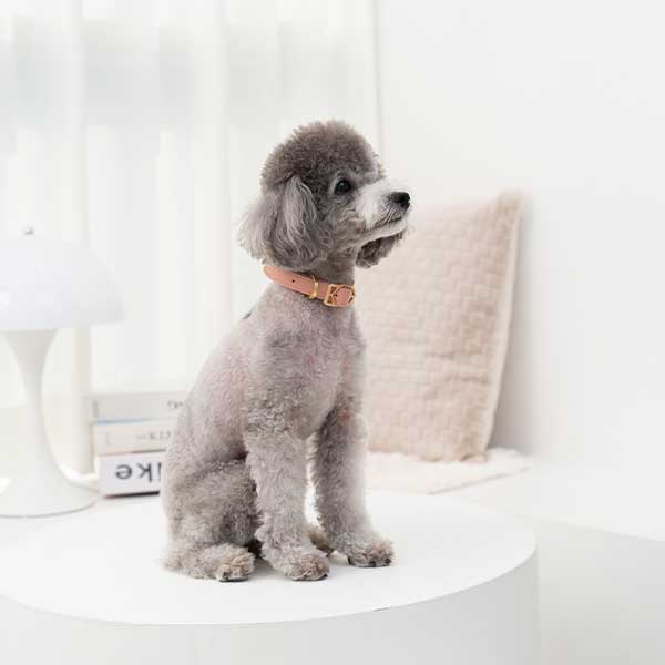 Coco wearing Kandog