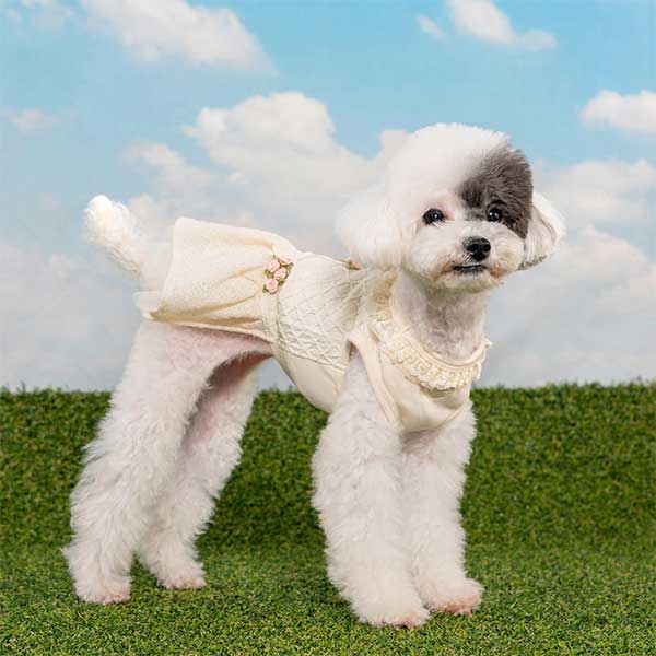 Tofu wearing Pinkaholic