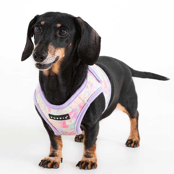 Oscar wearing Puppia