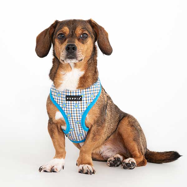 Baxter wearing Puppia