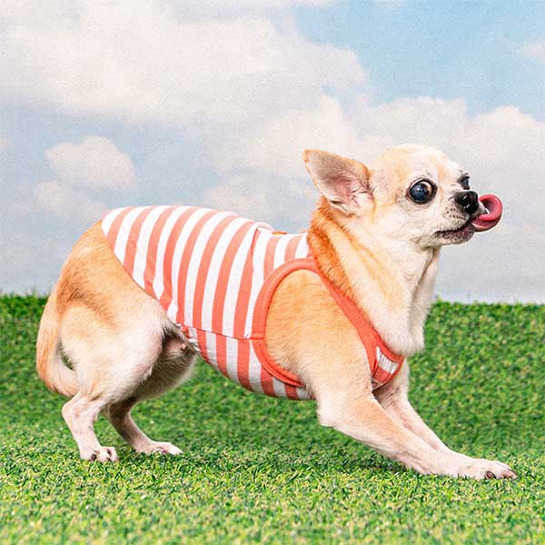 Cleo wearing Puppia